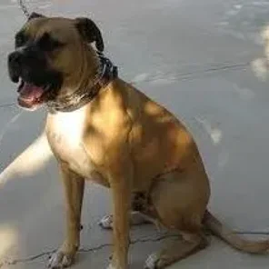 Masti-Bull (Designer Dog)