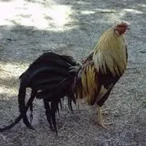 Chinese Game Fowl