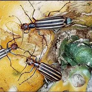 Beware the Blister Beetle (Epicauta vittata)