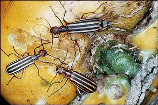 Blister Beetles in many colors and shapes!