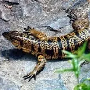 Tegu