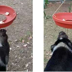 Using enrichment to modify behavior - Pt 2