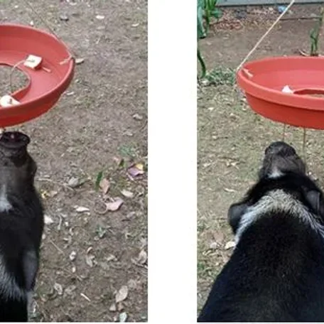 Enrichment for Mini Pig health and happiness