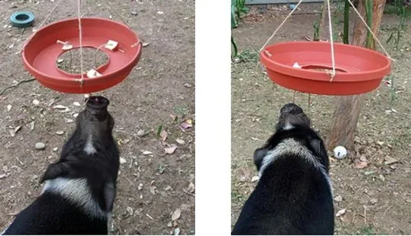 Enrichment for Mini Pig health and happiness