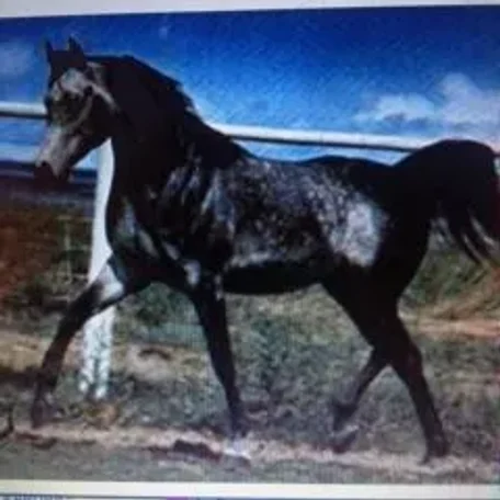 Ansata El Salim