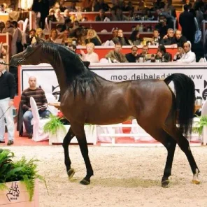 MARWAN AL SHAQAB