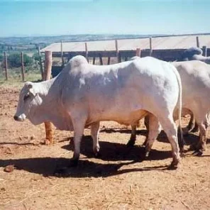 Ogaden
