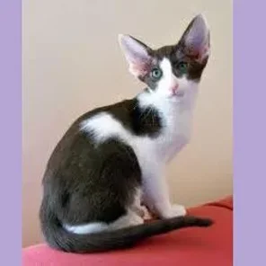 Oriental Bicolour