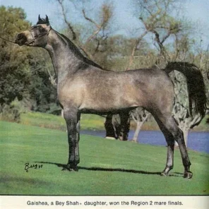 The legacy of a renowned breeder…Mr Daniel C. Gainey, Part 2 of 2