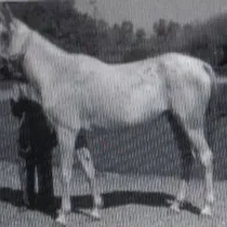 Shahrzada