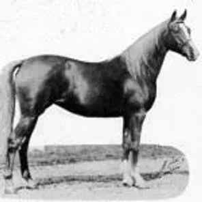 Aarafa