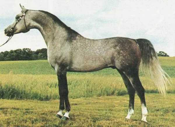 HERITAGE ELEGANT