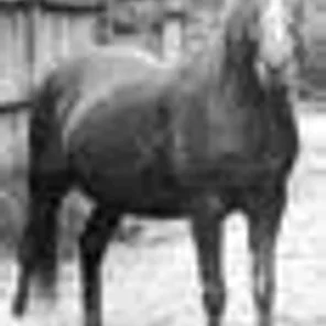 Risala
