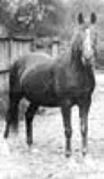 Risala