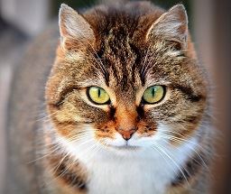 Feral Cats Are Not Scary and Can Be Cared For with Caution!