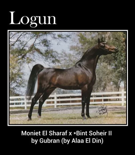 LOGUN