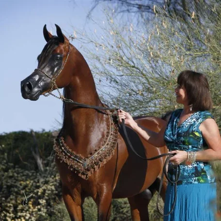 Vitorio, owned by Janey Morse of Oak Ridge Arabians, will stand at Michalów State Stud in Poland for the 2014 and 2015 breeding season.