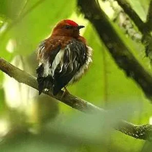 Club-winged