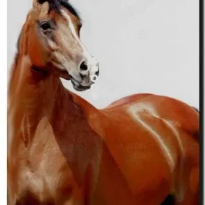 SHAHMIRA