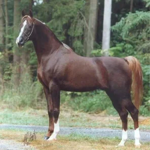 RD Five Star