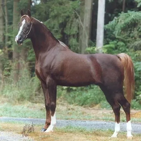 RD Five Star (*Patent x *Paluba) 1983 Chestnut Stallion

