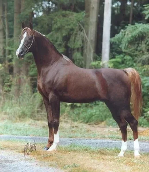 RD Five Star
