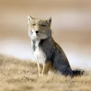 Tibetan Sand