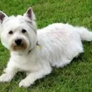 West of Argyll Terrier (Designer Dog)
