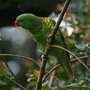 Scaly-breasted Lorikeet