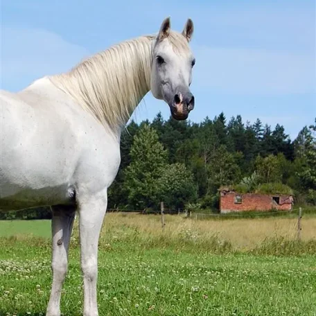 Georgia on summer pasture.