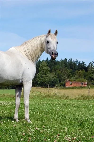 Georgia on summer pasture.