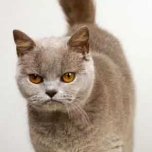 Burmese (American)
