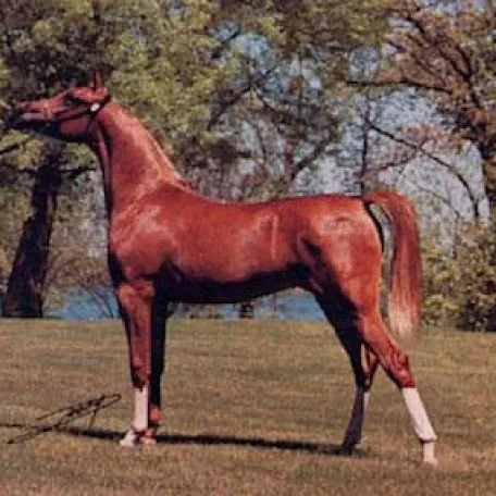Precious as Gold yearning photo (El Shaklan x Autumn in Gold) bred by Richard Roberson