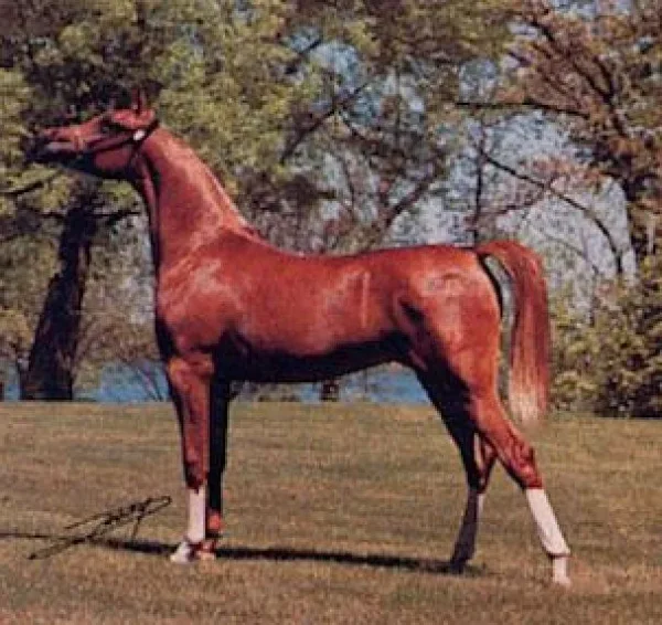 Precious as Gold yearning photo (El Shaklan x Autumn in Gold) bred by Richard Roberson