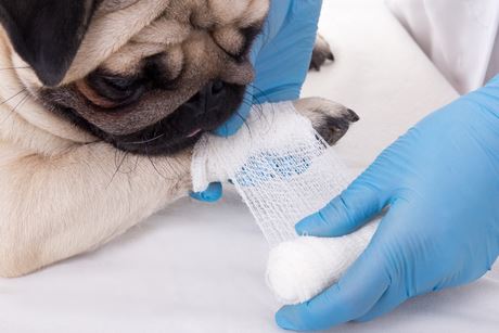 8 Essential Items To Have In Your Dog First Aid Kit