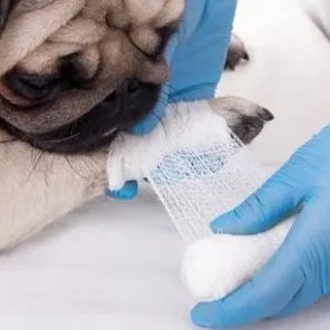 8 Essential Items To Have In Your Dog First Aid Kit