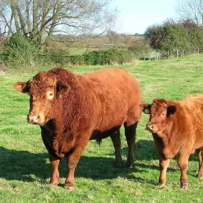 South Devon