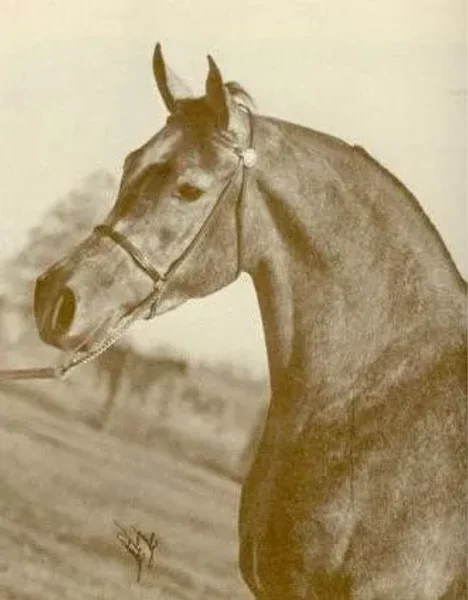 AHROUFA