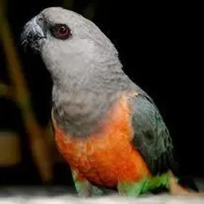 Red-bellied Parrot