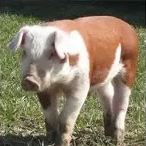 Hereford