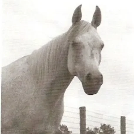ANSATA SABIHA dam of ANSATA SHAH ZAM