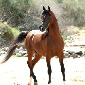 Muhajer BVA
