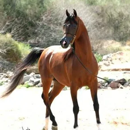 Muhajer BVA