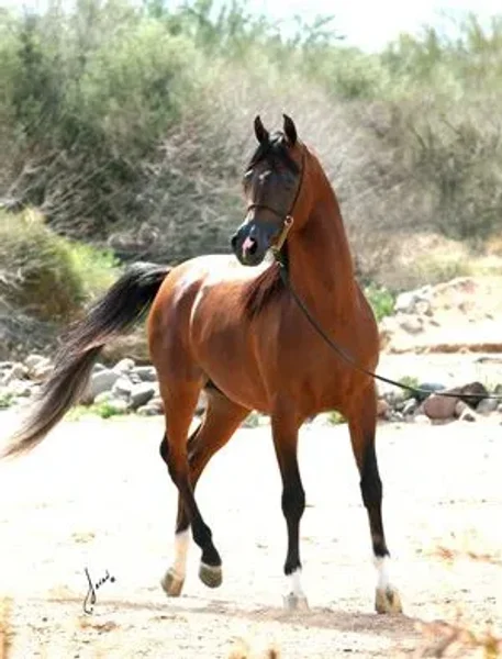 Muhajer BVA