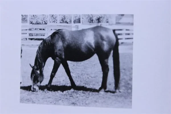 Angyl (Raseyn x Wierna) bay mare, foaled May 5, 1948
bred by United States Government