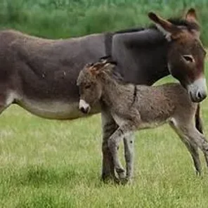 Donkey
