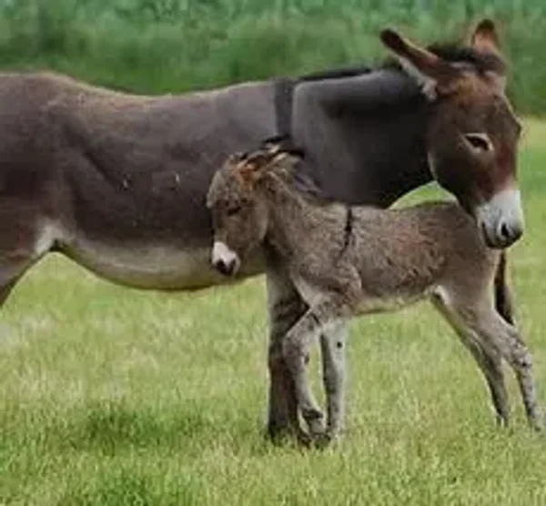 Donkey