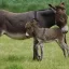 Donkey