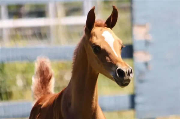 Eden C colt 2012