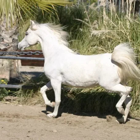 Om El Benedict
(*Sanadik El Shaklan × Om El Beneera)
Grey Mare, Born 1996